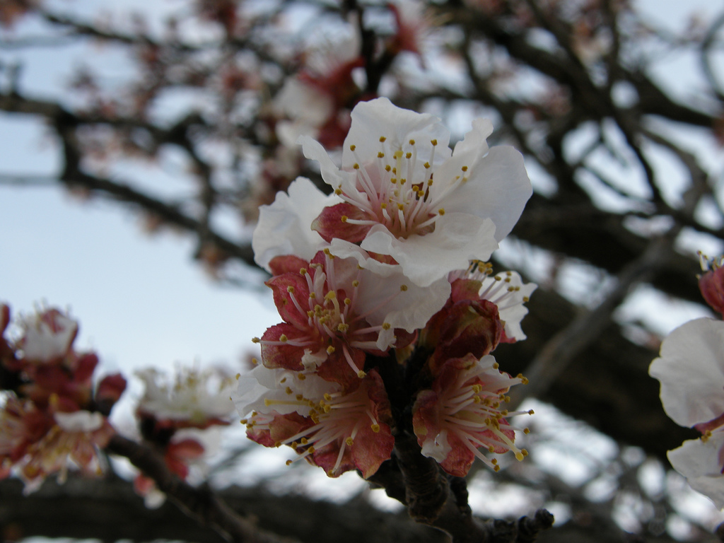 معرفی و راهنمای پرورش گیاهان زینتی - زردآلو